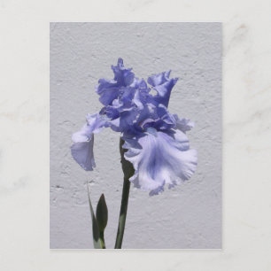 Iris Bloom Postkarte