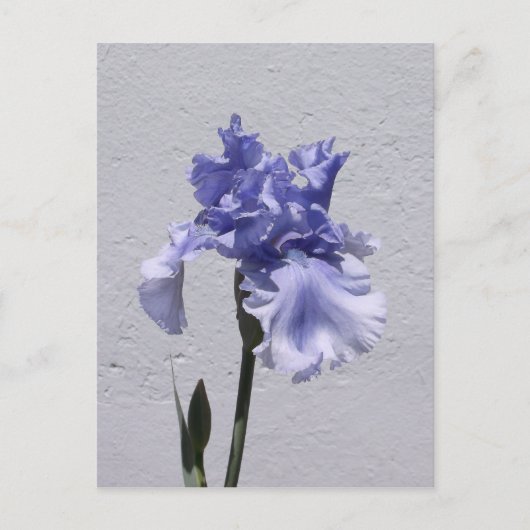 Iris Bloom Postkarte (Vorderseite)
