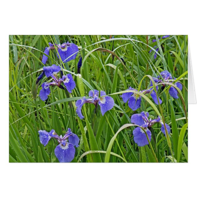 Iris Blooms (Vorderseite (Horizontal))