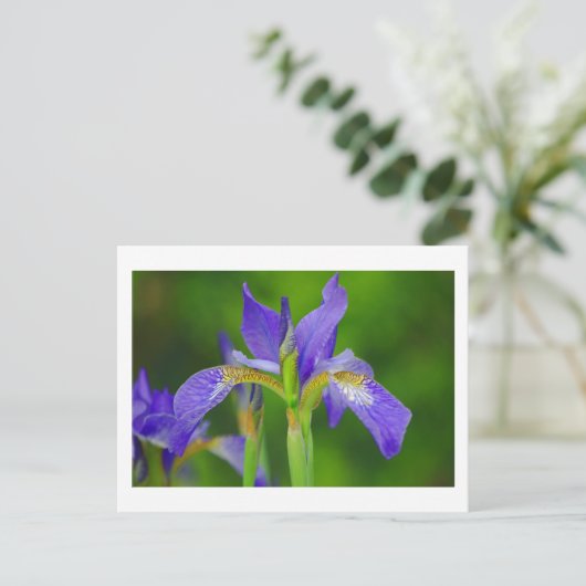 Iris Blue Blume Postcard Postkarte (Stehend Vorderseite)