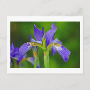 Iris Blue Blume Postcard Postkarte