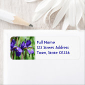 Iris blühen (Insitu)