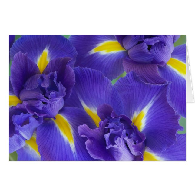 Iris-Blume (Vorderseite (Horizontal))
