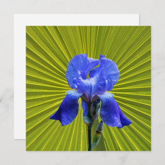 Iris-Blume Feiertagskarte (Vorne/Hinten)