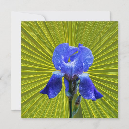 Iris-Blume Feiertagskarte (Vorderseite)