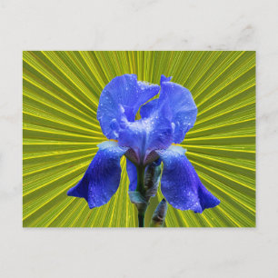 Iris-Blume Feiertagspostkarte