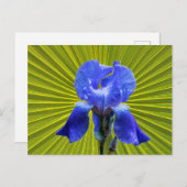 Iris-Blume Feiertagspostkarte (Vorne/Hinten)