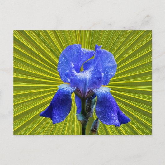 Iris-Blume Feiertagspostkarte (Vorderseite)