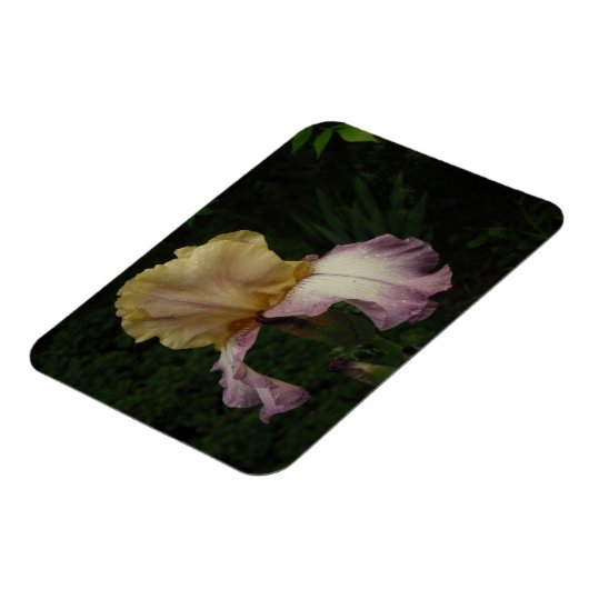 Iris Blume Floral Fotografie Magnet (Linke Seite)
