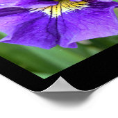 Iris Blume Foto Poster (Ecke)