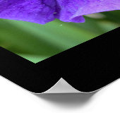 Iris Blume Foto Poster (Ecke)