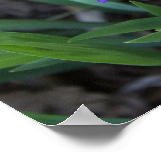 Iris Blume Foto Poster (Ecke)