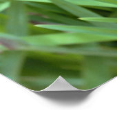 Iris Blume Foto Poster (Ecke)