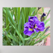Iris Blume Foto Poster (Vorne)