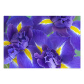 Iris-Blume Fotodruck (Vorne)