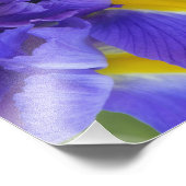 Iris-Blume Fotodruck (Ecke)