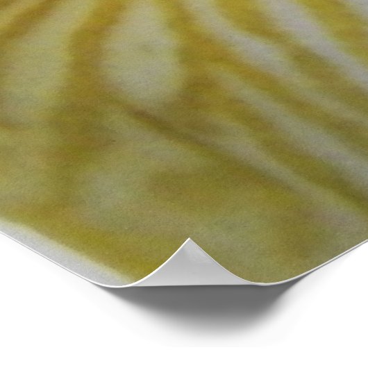 Iris Blume Fotograf Poster (Ecke)