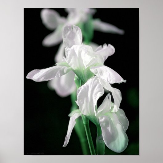 Iris Blume Fotografieren Kunst drucken Poster (Vorne)
