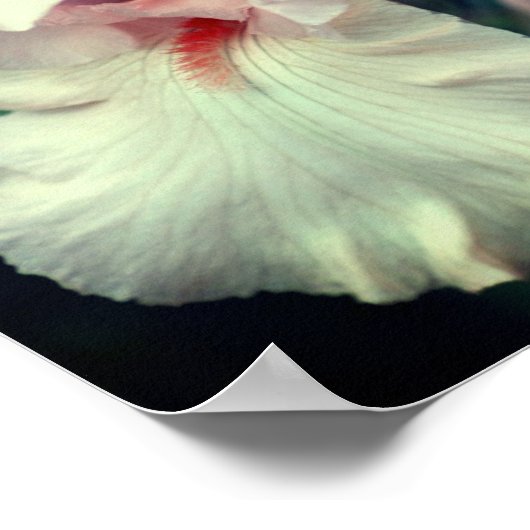 Iris-Blume in Pfirsich Poster (Ecke)