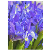 Iris-Blume Klemmbrett (Rückseite)
