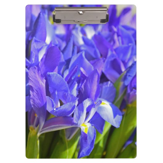 Iris-Blume Klemmbrett (Vorderseite)