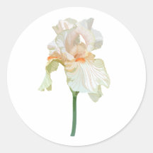 Iris-Blume, lebhafte beige Blütenblätter.