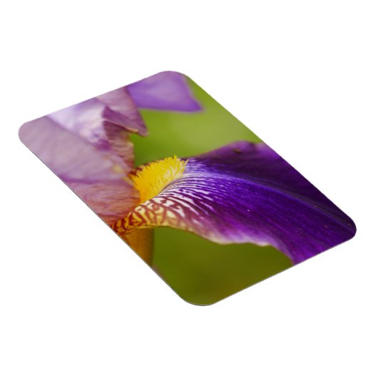 Iris Blume Magnet (Rechte Seite)