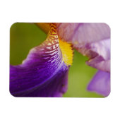 Iris Blume Magnet (Horizontal)