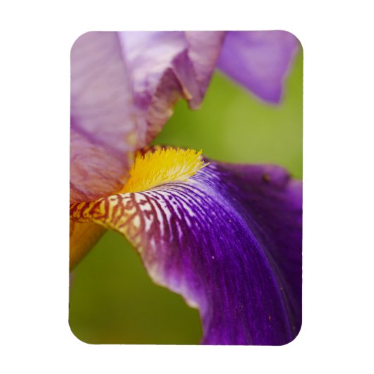 Iris Blume Magnet (Vertikal)