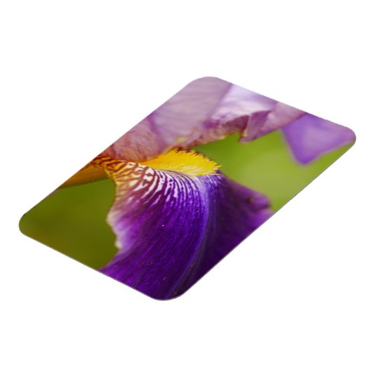 Iris Blume Magnet (Linke Seite)