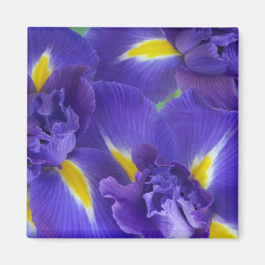 Iris-Blume Magnet (Vorne)