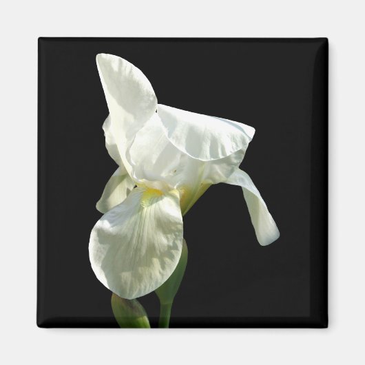 Iris Blume Magnet (Vorne)