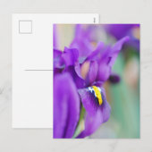 Iris Blume Magnet Feiertagspostkarte (Vorne/Hinten)