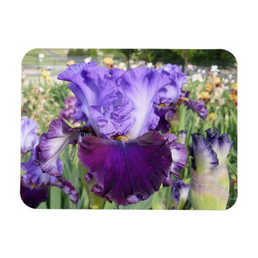 IRIS BLUME MAGNET Horizontal (Horizontal)