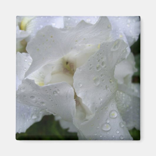 Iris-Blume-Magnet Magnet (Vorne)