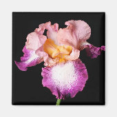 Iris-Blume-Magnet Magnet (Vorne)