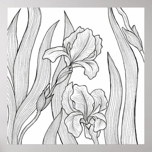 Iris-Blume mit schwarzer Tinte Poster (Vorne)