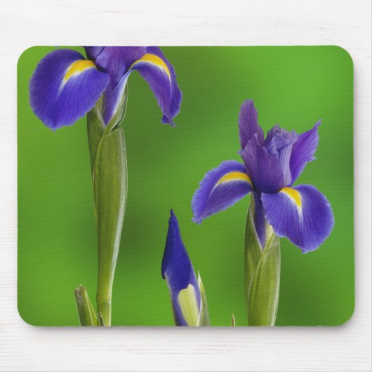 Iris-Blume Mousepad (Vorne)