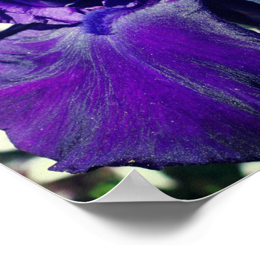 Iris-Blume Personalisierten Text hinzufügen Poster (Ecke)