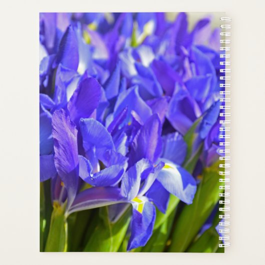 Iris-Blume Planer (Rückseite)