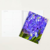 Iris-Blume Planer (Anzeige)