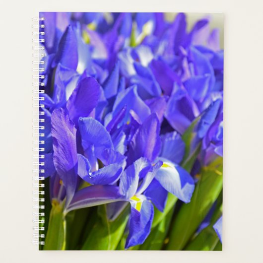 Iris-Blume Planer (Vorderseite)