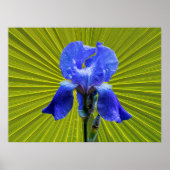 Iris-Blume Poster (Vorne)