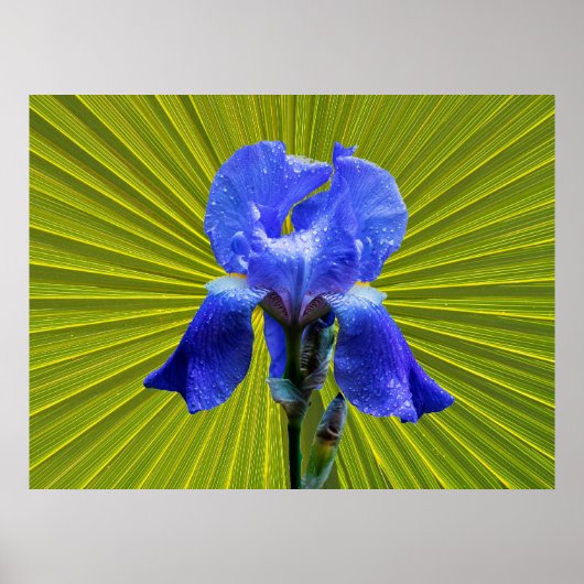 Iris-Blume Poster (Vorne)
