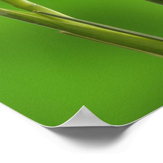 Iris-Blume Poster (Ecke)