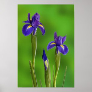 Iris-Blume Poster
