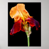 Iris-Blume Poster (Vorne)