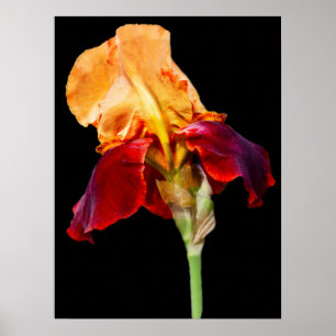 Iris-Blume Poster