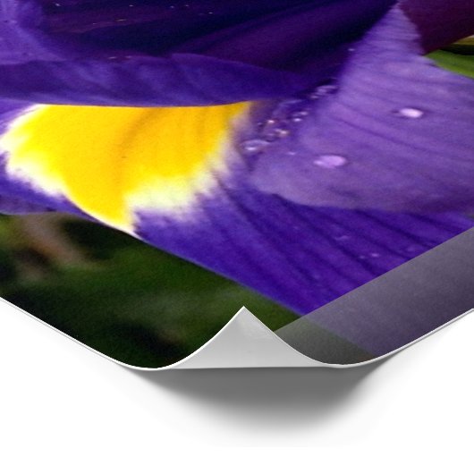 Iris-Blume Poster (Ecke)