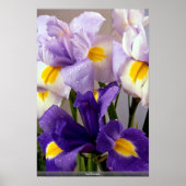 Iris-Blume Poster (Vorne)